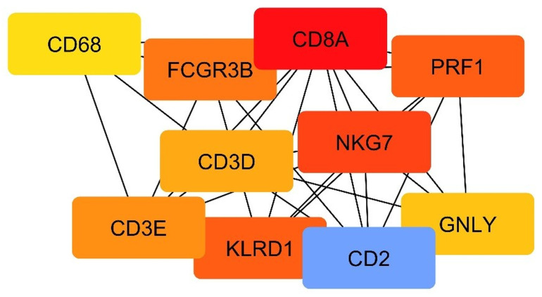 MCC-ranked hub-gene subnetwork derived from the STRING PPI network. The top 10 hub genes were selected using the MCC algorithm implemented in cytoHubba. Node colors represent MCC scores, with lower values shown in blue, intermediate values in yellow/orange, and higher values in red. Edges represent PPIs retained from the STRING-derived network.