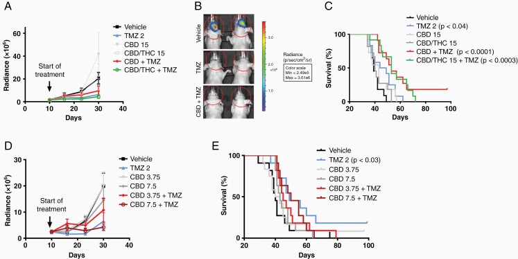 Cannabinoids (CBs) sensitize human GBM to TMZ in orthotopic mouse tumor models. Tumors were generated in female athymic nu/nu mice (n = 11–12) by the intracranial (i.c.) injection of 0.3 × 106 U87 luciferase-labeled cells or U251 cells in 4 µl of RPMI. Starting on day 9, CBs were administered i.p. 5 days a week until completion of the experiment. Starting on day 9, TMZ was administered i.p. 5 days a week for one week. Mice were treated with vehicle, 15 mg/kg CBD, 15 mg/kg CBD/THC (1:1), 2 mg/kg TMZ, 15 mg/kg CBD + 15 mg/kg TMZ, and 15 mg/kg CBD/THC + 2 mg/kg TMZ and (A) tumor progression, (B) i.c. luciferase-based imaging of vehicle (top), TMZ at 2 mg/kg (middle panel) 15 mg/kg CBD + 2 mg/kg TMZ (bottom) at day 30, and (C) survival were assessed. Mice bearing U87-derived i.c. tumors (n = 11) were treated with 3.75 and 7.5 mg/kg of CBD alone or in combination with TMZ and (D) tumor progression and (E) survival were assessed. Mice bearing U251-derived i.c. tumors (n = 10–11) were treated with vehicle, 15 mg/kg CBD, 1.5 mg/kg TMZ, 15 mg/kg CBD + 1.5 mg/kg TMZ, and (F) survival was assessed between vehicle and treated animals. Survival data were evaluated using Kaplan–Meir curves and the long-rank Mantel–Cox test. P < .05 defined statistically significantly differences.