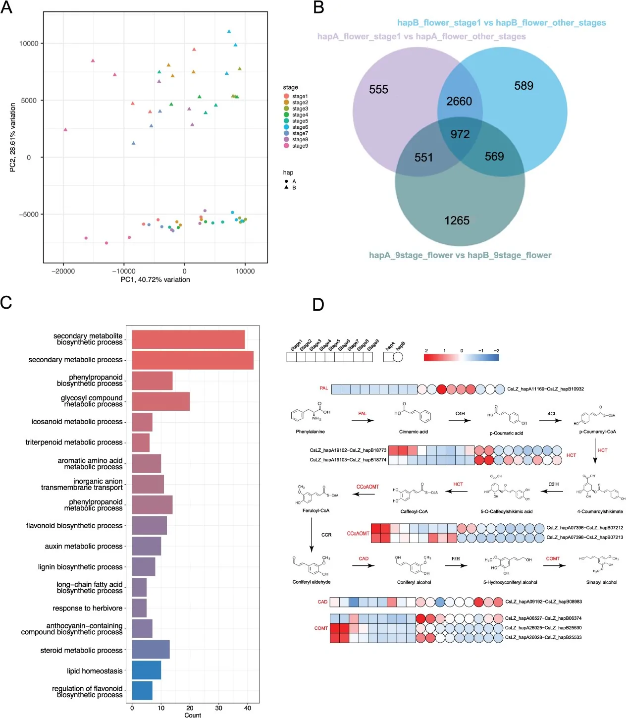 Allele-specific regulation and developmental control of secondary metabolism in female flowers. (A) PCA of the female flower RNA-seq data. (B) Venn diagrams of the number of different expression genes in female flower. (C) GO enrichment analysis of differentially expressed genes with allelic differential expression during female flower development. (D) Heatmap of phenylpropane biosynthesis pathway gene expression during female flower development.