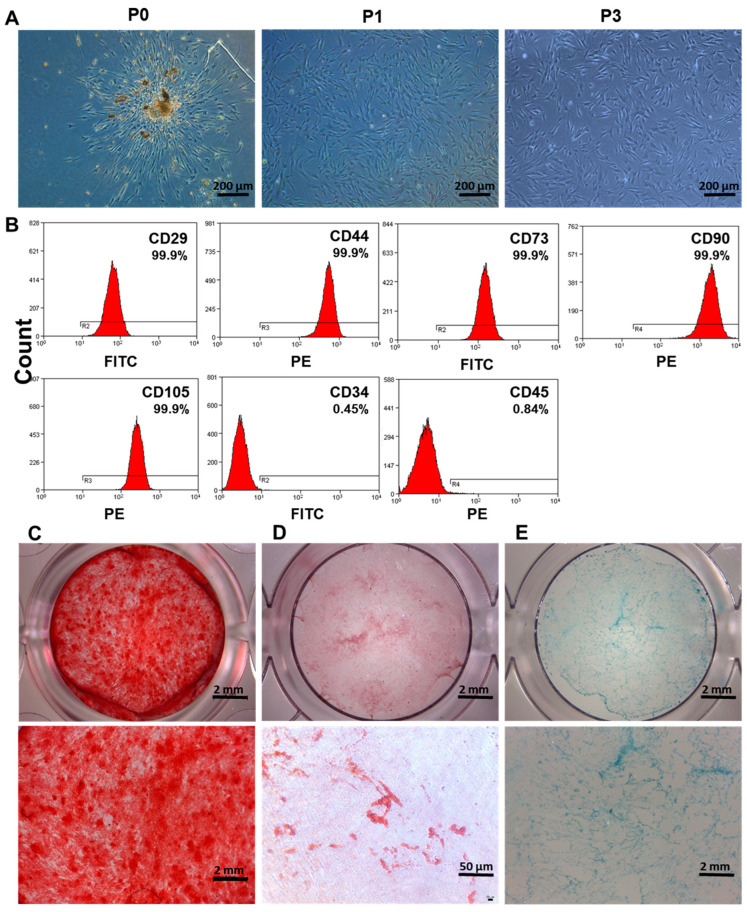 Isolation and identification of DPSCs. (A) Microscopic images of human DPSCs culture at primary passage (P0), passage 1 (P1), and passage 3 (P3). (B) Analysis of DPSCs surface markers by flow cytometry. (C) Alizarin red, (D) oil red O, and (E) alcian blue staining of DPSCs after inducing osteogenic, adipogenic, and chondrogenic differentiation, respectively.