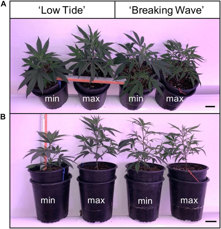 (A) Side and (B) top views of representative Cannabis sativa plants of ‘Low Tide’ and ‘Breaking Wave’ under minimum (min) and maximum (max) UV exposure levels in week 2 after the initiation of the UV treatments. The black scale bar at the lower right of each image is 5.0 cm.