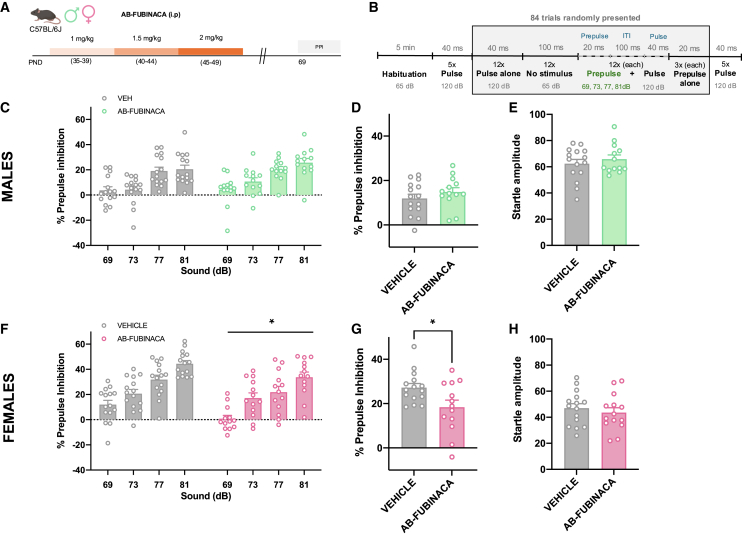 AB-FUBINACA treatment during adolescence alters sensorimotor gating in a sex-dependent manner(A) Schematic representation of experimental design.(B) Graphic diagram of the PPI protocol.(C–H) Effects of adolescent exposure to AB-FUBINACA (PND 35–39: 1 mg/kg, PND 40–44: 1.5 mg/kg, and PND 45–49: 2 mg/kg) or vehicle in sensorimotor gating in male (C, D, E) and female (F, G, H) mice (n = 13–15 mice per group). Percentage of prepulse inhibition (C, F), mean of the percentage of prepulse inhibition (D, G), and startle response amplitude (E, H) are shown. Data are expressed as mean ± SEM. ∗p < 0.05 (comparison between AB-FUBINACA and vehicle group; two-way ANOVA with repeated measures, treatment (F); Student’s t test (G). PND postnatal day, PPI prepulse inhibition test, dB decibels, ITI inter-trial interval.