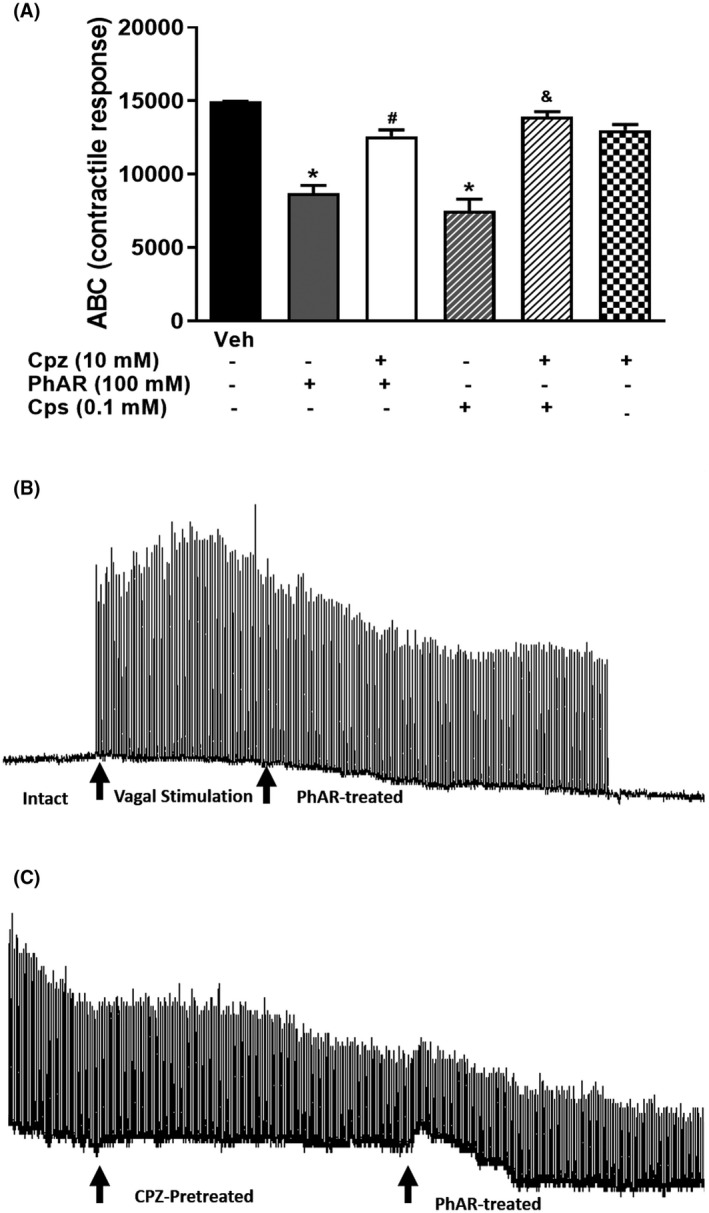 (A) Effect of the capzasepine (Cpz) on vagal nerve stimulation induced esophagus contractions in rat administrated with PhAR‐DBH‐ME. The bars shown the mean of the area under the curve of electrical stimulation of vagus nerve of 6 animals ± SEM. *P < .0001 vs veh (vehicle); #P < .0001 vs PhAR‐DBH‐Me, was determined by one‐way analysis of variance (ANOVA), followed by Tukey´s test. Cps, capsaicin (0.1 M); Cpz, capzazepine (10 mM); PhAR, PhAR‐DBH‐Me (100 mM). (B) Effect of the elevated electric stimulation on the vagus nerve on esophageal striated muscle contractility in the rat, followed by depressed response elicited by PhAR‐DBH‐ME and the (C) preventive effect of the Cpz on PhAR‐DBH‐Me‐ induced to decreased vagal nerve response. Electrical stimulations were applied to the vagus nerve using a square‐wave pulses (pulse duration 0.5 ms at intervals of 1 s) at intensity of 80 V. Black arrows indicate the different treatments applied to the vagus nerve