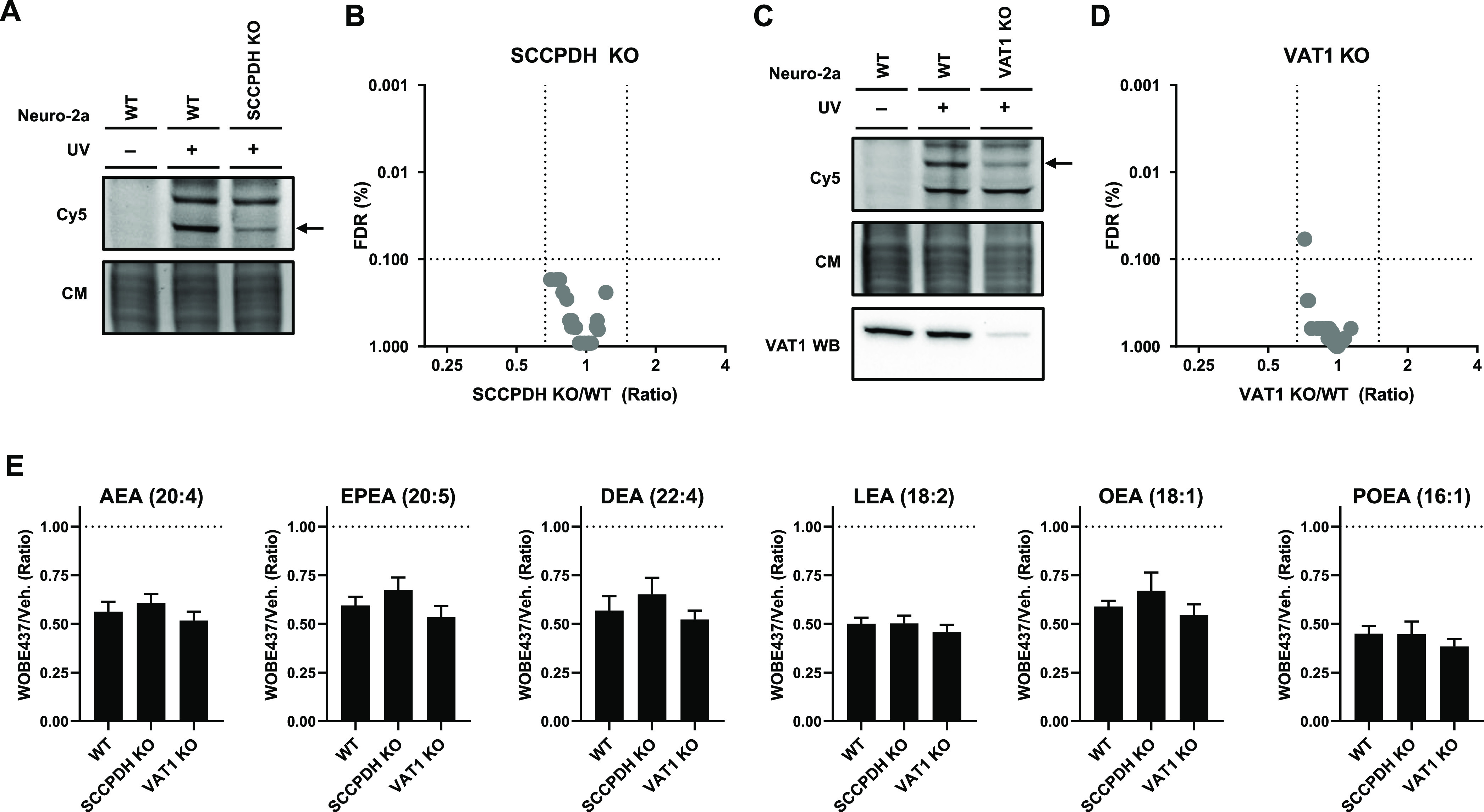 Partial SCCPDH and VAT1 knockouts were generated by CRISPR-Cas9. (A) SCCPDH and (C) VAT1 KO Neuro-2a lines were generated and checked by gel-based AfBPP using 0.1 μM pac-WOBE (3) for residual expression. VAT1 protein was tested by VAT1 Western blot. Coomassie served as a protein loading control. Lipid levels were tested by lipidomics on (B) SCCPDH KO and (D) VAT1 KO cells and compared to WT cells. Further characterization and the complete list of ratios are depicted in Figures S6 and S7. (E) Neuro-2a cells were treated with 10 μM WOBE437 or vehicle for 30 min and harvested to be analyzed by MS-based lipidomics. Lipid levels are displayed as ratio against the same type of cells treated with vehicle. Data represent means ± SEM (n = 4). One-way ANOVA with Dunnett’s multiple comparisons correction: not significant when compared to WT.