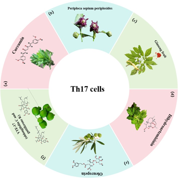 Herbal medicine treats CRC by regulating Th17 cells. (a) Curcuma longa L. (b) Periploca sepium Bunge. (c) Panax ginseng C.A. Meyer. (d) Artemisia caruifolia Buch.‐Ham. ex Roxb. (e) Olea europaea L. (f) Garcinia yunnanensis H. H. Hu.