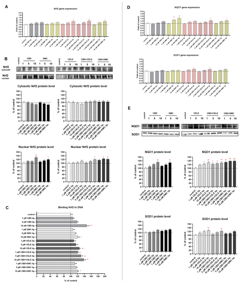 The effect of the liposomes loaded with CBD, DMC, CELE, and their combinations on the Nrf2 mRNA expression (A); translocation from cytosol to nuclei (B); the Nrf2–DNA binding capability (C); mRNA and protein level of Nrf2 target genes NQO1 and SOD1 (D,E) in U-138 MG cells after 24 h incubation. Data (mean ± SEM) from two separate experiments are presented as fold of control, which are defined as 100% for DNA binding capability and protein expression. Representative immunoblots are shown to analyze the cytosolic and nuclear Nrf2 protein levels (B) and cytosolic NQO1 and SOD1 protein (E). Bands are presented in the same sequence as the corresponding bars in the graph. A single asterisk (*) and double asterisk (**) denote statistical significance relative to the untreated control cells with p < 0.05 and p < 0.01, respectively.