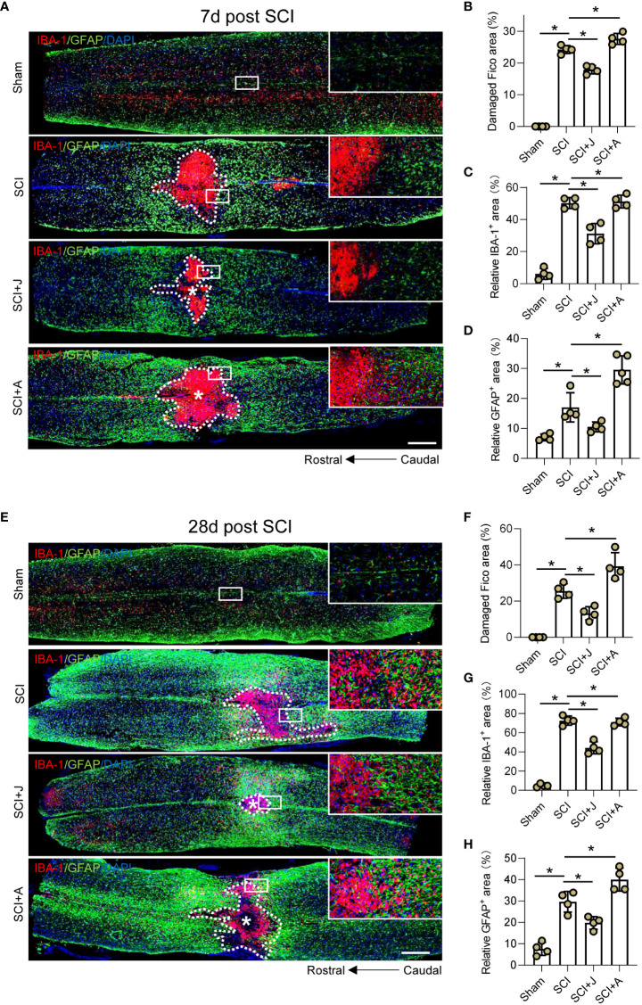CB2R mitigated expansion of neuronal damage and formation of glial scarring post-SCI. (A) IF staining of GFAP (green) and IBA-1 (red) on day 7 post-SCI. Scale bar = 500 μm. Quantitative analysis of the area of injured foci inside the white dotted line (B), microglia-occupied area, (C) and astrocyte-occupied area (D) on day 7 post-SCI. (E) IF staining of GFAP (green) and IBA-1 (red) on day 28 post-SCI. Scale bar = 500 μm. Quantitative analysis of the area of injured foci inside the white dotted line (F), microglia-occupied area, (G) and astrocyte-occupied area (H) on day 28 post-SCI. * p < 0.05.