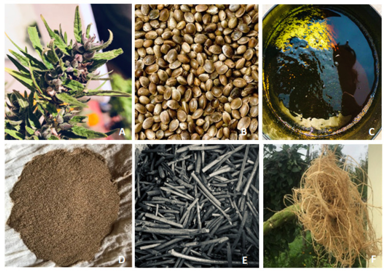 Parts of the cannabis plant reportedly used for medicinal purposes in Nepal. Pictures show different parts of cannabis reported to be used in traditional formulations in Nepal. Flower (A), seeds (B), extracts (C), pollens (D), charcoal (E), and roots (F).