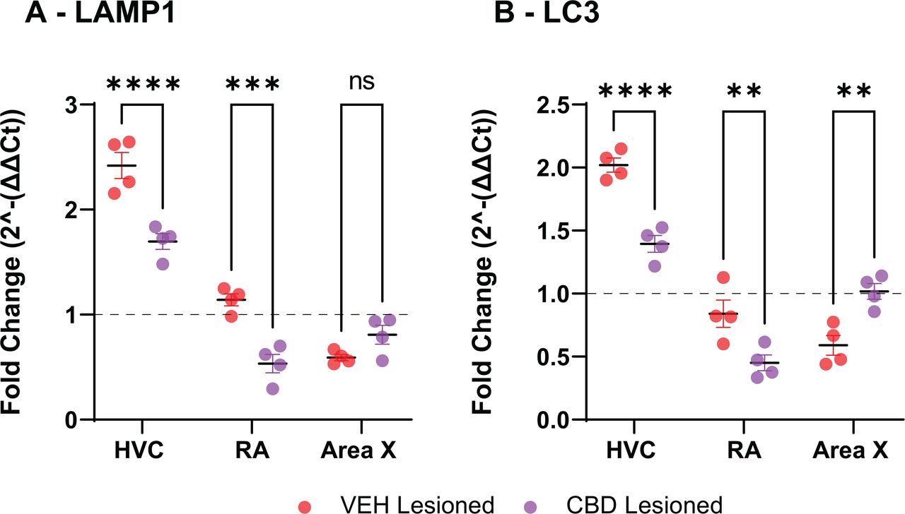 Cannabidiol (CBD) modulates expression of lysosomal and autophagosomal markers in song control nuclei post-injury.Quantitative RT-PCR analysis of lysosome- and autophagosome-related transcripts in lesioned hemispheres of HVC, RA, and Area X from vehicle- and CBD-treated birds, normalized to the contralateral un-lesioned hemisphere. (A) LAMP1 (lysosomal membrane marker) mRNA is significantly reduced in HVC and RA with CBD treatment, with no significant change in Area X. (B) LC3 (autophagosome marker) mRNA is significantly reduced in HVC and RA with CBD treatment but significantly increased in Area X. Data represent mean fold change ± SEM; individual points show n = 4 animals per group. Statistical comparisons: mixed-effects ANOVA with Sidak’s multiple comparisons test (p < 0.05).