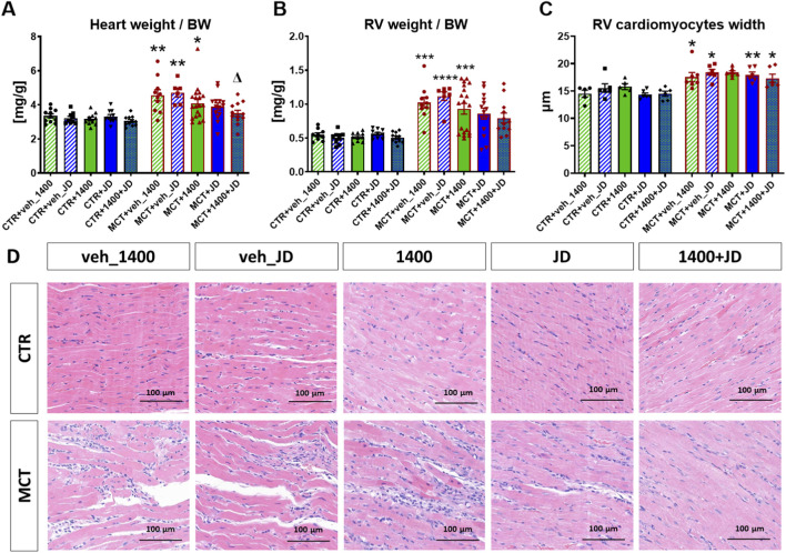 Panel A shows a bar graph of heart weight to body weight ratio, panel B shows right ventricular weight to body weight ratio, and panel C shows right ventricular cardiomyocyte width; asterisks indicate significant differences versus respective control groups. Panel D shows representative hematoxylin-eosin-stained histological images of right ventricles of the heart, from all experimental groups. A scale bar shows the lenght of 100 micrometers.