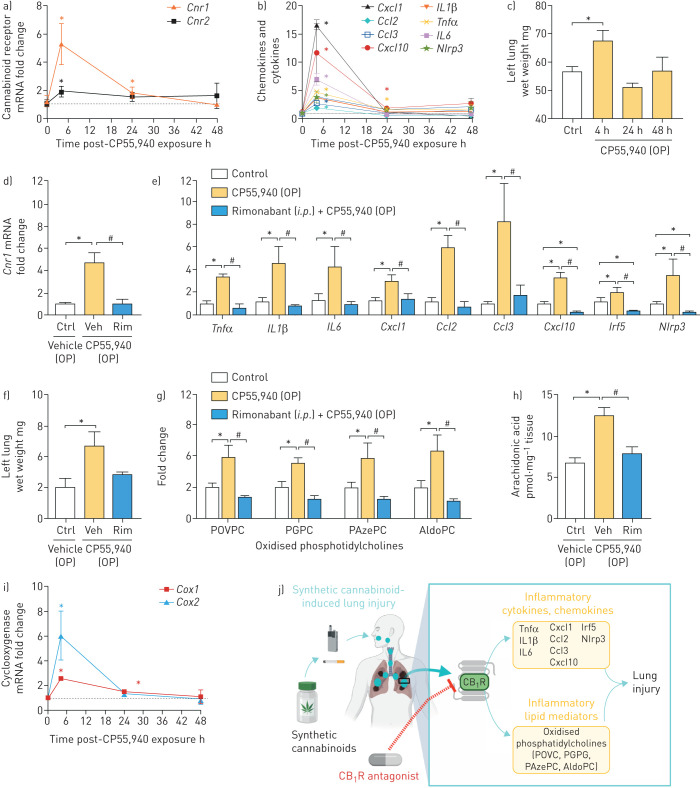 Oropharyngeal (OP) synthetic cannabinoid administration-induced gene expression of inflammatory genes and lipids via activating cannabinoid receptor 1 (CB1R) in lungs. OP CP55,940 increased the gene expression of a) CB1R and CB2R receptors, and b) pro-inflammatory cytokines, chemokines and pro-inflammatory transcription factors, and c) wet weight of the left lung. CB1R antagonist rimonabant (Rim) (10 mg·kg−1, intraperitoneal) administration prevented cannabinoid-induced gene expression of d) CB1R, and e) pro-inflammatory cytokines, chemokines and pro-inflammatory transcription factors, and f) lung wet weight; and generation of inflammatory lipids (g) oxidised phosphatidylcholines and h) arachidonic acid). i) SC induced gene expression of cyclooxygenase in lungs at 4 h after OP CP55,940 administration. j) Graphical representation. The graphical representation was generated in Biorender. Data are presented as mean±sem. Data were analysed by one-way ANOVA followed by Dunnett's multiple comparisons test. n=4 per group. POVPC: palmitoyl-oxo-valeryl-phosphotidylcholine; PGPC: palmitoyl-glutaryl-phosphotidylcholine; PAzePC: palmitoyl-azelaoyl-phosphotidylcholine; AldoPC: palmitoyl-oxo-nonanoyl-phosphotidylcholine. *: p<0.05, versus control (Ctrl) group; #: p<0.05, versus vehicle-injected (Veh) and OP CP55,940 administered group.