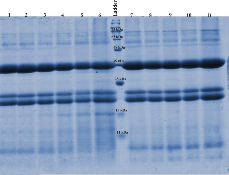 SDS-PAGE pattern of HPI and sample conjugates formed by wet-heating MR and Ultrasound-assisted MR at different times. Lane 1: (native HPI); lane 2: (HP-MD3); lane 3: (HP-MD6); lane 4: (HP-MD12); lane 5: (HP-MD24); lane 6: (HP-MD48); lane 7: (HP-MDU5); lane 8: (HP-MDU15); lane 9: (HP-MDU30); lane 10: (HP-MDU45); lane 11: (HP-MDU60).