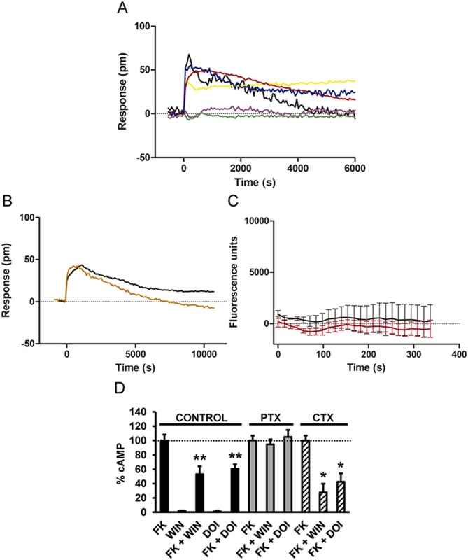 CB1R and 5-HT2AR are associated to Gi signaling when coexpressed. HEK-293Tcells expressing CB1R and 5-HT2AR receptors were used.In (A and B), the DMR analysis was performed. In (A), cells were pretreated overnight with medium (black line), with 10 ng/ml pertussis toxin (purple line), or with 100 ng/ml cholera toxin (yellow line) and were stimulated with 100 nM DOI. Alternatively, cells pretreated overnight with medium (red line), with 10 ng/ml pertussis toxin (green line), or with 100 ng/ml cholera toxin (blue line) were stimulated with 50 nM WIN 55,212–2. In (B), cells were pretreated 30 min with medium (black line) or with 1 μM of the Gq protein inhibitor YM-254890 (orange line) and were stimulated with 100 nM DOI. In all cases, the resulting picometer shifts of reflected light wavelength (pm) were monitored over time. Each curve is the mean of a representative optical trace experiment carried out in triplicates. In (C), intracellular calcium release was monitored in cells expressing CB1R and 5-HT2AR receptors treated with 100 nM DOI (black curve) or with 50 nM WIN 55,212–2 (red curve). Values are mean ± SEM of n = 3. In (D), cAMP production was determined in cells treated with medium (control), treated overnight with 10 ng/ml pertussis toxin (PTX), or treated 1 h with 100 ng/ml cholera toxin (CTX). Cells were stimulated with 100 nM DOI or 100 nM WIN 55,212–2 (WIN) in the absence or in the presence of 0.5 μM forskolin (FK). Values (cAMP produced in each condition minus basal stimulation in the absence of forskolin or agonists) represent mean ± SEM of n = 3–4 and are expressed as the percentage of the forskolin-treated cells in each conditions (120–150 pmols cAMP/106 cells). One-way ANOVA followed by a Dunnett’s multiple comparison test showed a significant effect over the forskolin-alone effect in each condition (* p < 0.05, ** p < 0.01).