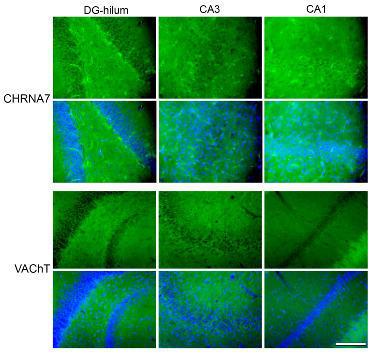 Representative photomicrographs of immunohistochemical staining of CHRNA7 and VAChT in all three areas analyzed: DG-hilum, CA3, and CA1. Every upper line shows an image stained for the specific antibody, and the lower line shows a merge with the DAPI image in order to better identify the areas. Bar = 200 μm.