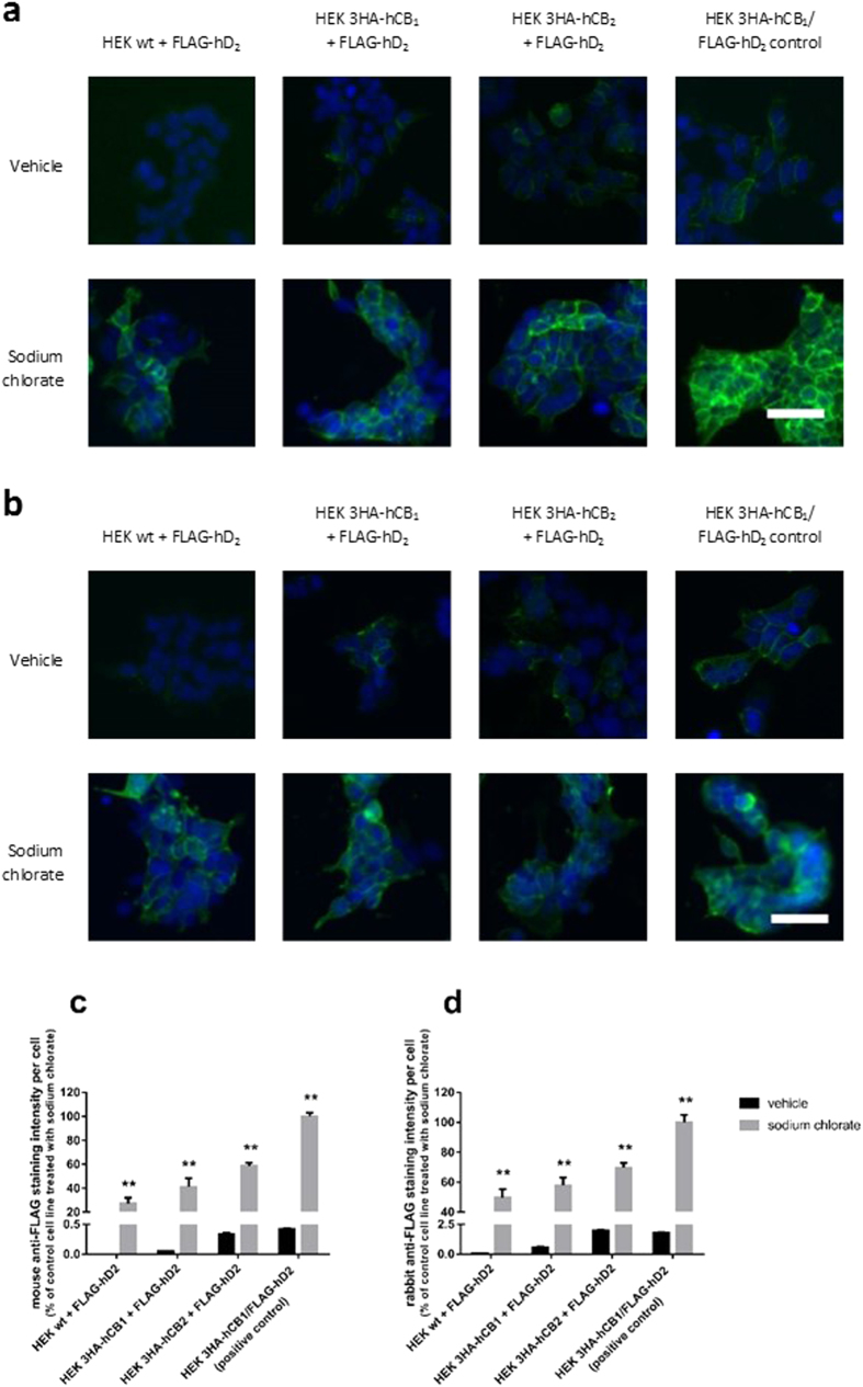 Antibody labelling with two anti-FLAG antibodies with and without inhibition of sulfation with sodium chlorate.Cells were treated with vehicle or the sulfation inhibitor sodium chlorate, and labelled with either mouse anti-FLAG (a,c) or rabbit anti-FLAG (b,d) antibodies. Images were taken by automated microscopy at 10× magnification. Representative images of three independent experiments; all images taken under equivalent conditions (a,b). Antibody labelling (green), and Hoechst 33258 to stain nuclei (blue); scale bar, 50 μm. The intensity of antibody labelling was quantified, and displayed relative to the HEK 3HA-hCB1/FLAG-hD2 control cell line (c,d). Representative data (mean + SEM) from one of three independent experiments performed in triplicate; all differences between vehicle and sodium chlorate treated cells are statistically significant (**p < 0.01).