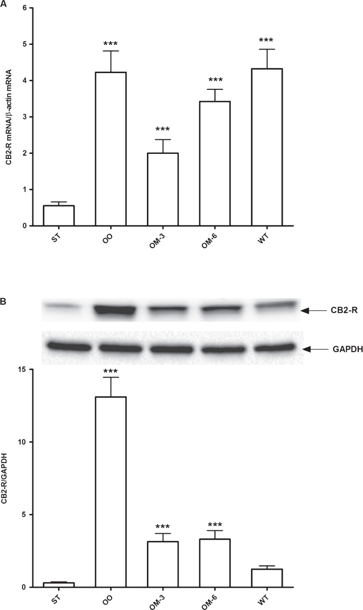 Panel A: CB2 receptor mRNA levels in adipose tissue from ApcMin/+ mice treated groups (ST = standard diet; OO = olive oil; OM-3 = omega-3 PUFAs; OM-6 = omega-6 PUFAs supplemented diet) and in the Wilde Type (WT) mice group. Data are presented as the mean±SE of ten animals for each group and expressed as n° molecules mRNA CB2 receptor gene/n° molecules mRNA β-actin. Panel B: Western blotting analysis of CB2 receptor protein in the same groups of treatment. Levels of CB2 receptor protein expression were normalized with Glyceraldeide 3-phosphate dehydrogenase (GAPDH) protein expression. ***P < 0.005 (one-way analysis of variance and Dunnett Post Test).