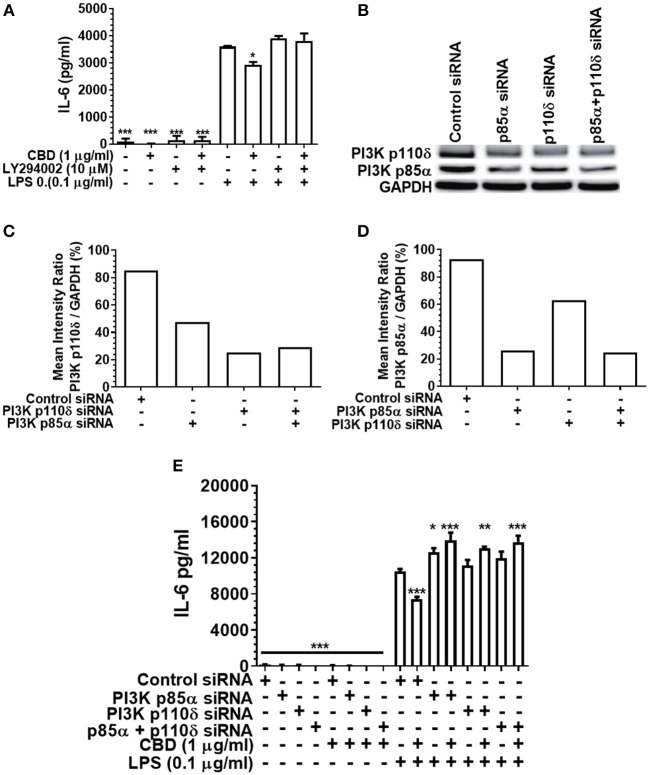 Inhibition or silencing of PI3K abrogates CBD-mediated innate suppression. IL-6 (A,E) concentrations in 20 h cell-free supernatants were collected from primary human monocytes stimulated, or not, with LPS (0.1 μg/ml) in the presence or absence of CBD (A) with and without CB2 blockade by LY294002; or (E) with or without PI3K p110δ and/or p85α silencing using siRNA. Efficient PI3K knockdown was confirmed using Image J software (B–D). Similar data were obtained for IL-8 (data not shown). (A,E) Data represent the mean ± SD of three biological replicates. (B–D) Representative data are presented. */**/***p ≤ 0.05/0.01/0.001, compared to (A) LPS-stimulated control or (E) control siRNA, LPS-stimulated cells.