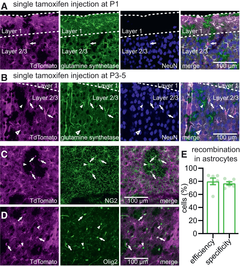 Early astrocytic recombination in GLAST-CreERT2 mice(A) GLAST-CreERT2 TdTomato mice received a single i.p. injection of tamoxifen at P1. Slices containing V1 were prepared at P28-35, processed for immunofluorescence imaging and visualized using confocal microscopy. Recombination (indicated by TdTomato expression, magenta) was observed in astrocytes (visualized using a glutamine synthetase antibody, green) but also in sparse neurons (visualized using NeuN antibody, blue). An example neuron with pyramidal morphology is indicated by the arrow. Scale bar, 100 μm.(B) Changing the tamoxifen injection regime to a single injection at P3-5 abolished neuronal recombination in V1, while astrocyte recombination was efficient (∼80%). Arrows indicate TdTomato-expressing astrocytes, arrowheads indicate TdTomato-negative astrocytes.(C and D) Specificity of recombination was high for astrocytes, but some non-neuronal recombination was seen in glial cells positive for NG2 (C, green, arrows) or Olig2 (D, green, arrows). Arrowheads indicate TdTomato-negative NG2-positive and Olig2-positive cells.(E) Quantification of efficiency and specificity of recombination in astrocytes in mice receiving a single tamoxifen i.p. injection at P3-5, based on TdTomato and glutamine synthetase positivity (N = 6). Error bars indicate SEM.