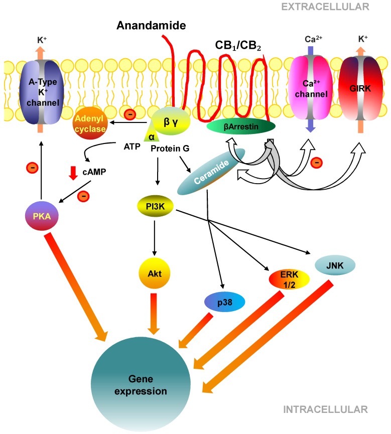 Molecular and cell signalling pathways of cannabinoid receptors.