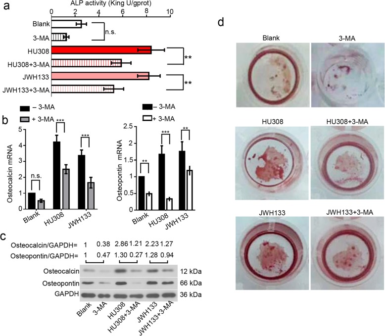CNR2 agonists-induced osteogenic differentiation is blocked by autophagy inhibitor 3-MA. hFOB 1.19 cells were cultured at 34 °C until reaching confluence, and transferred to 39 °C. These cells were then treated with 2 mM 3-MA, 50 nM HU308 or 10 μM JWH133 for a-c 96 h or d 192 h. a The ALP activity was determined, and shown as mean ± standard deviation. The mRNA and protein levels of osteocalcin and osteopontin were determined with b real-time RT PCR and c western blotting, respectively. Data were shown as mean ± standard deviation. Cell mineralization was determined with Alizarin red staining. Heavier staining indicated stronger mineralization