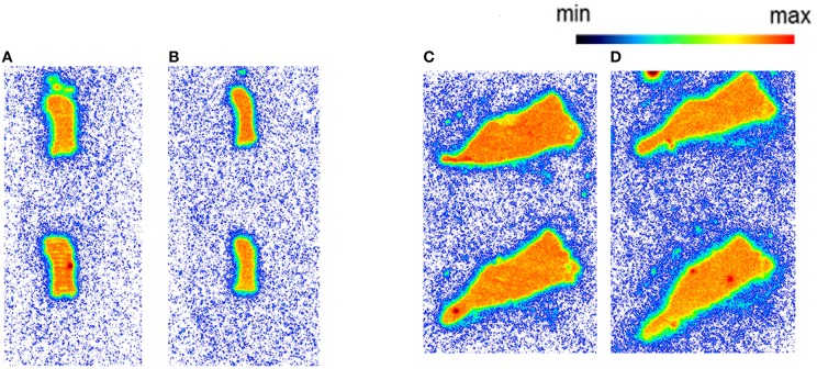 The autoradiography results obtained with 5 nM [11C]AAT-778 using spleen tissue sections. (A) Mouse spleen under baseline condition; (B) Mouse spleen under blockade conditions (10 μM GW405833); (C) Rat spleen under baseline conditions; (D) Rat spleen under blockade conditions (10 μM GW405833); n = 2.