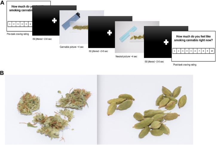 Example of functional magnetic resonance imaging cue-reactivity task parameters. (A)Stimulus presentation, whereby a craving rating was presented at the start and completion of the task asking participants to rate “How much do you feel like smoking cannabis right now?” on a scale of 1 to 10. A total of 60 images were presented with a varying duration in seconds of interstimulus intervals (ISIs) shown in the black screen with a centered white “+.”(B)Samples of a cannabis image (left) and of a neutral image.