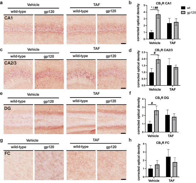 GP120 increases CB1R expression in mouse hippocampi, which is reversed by TAF treatment a CB1R immunostaining of CA1. b Quantification of corrected optical density for CA1. c CB1R immunostaining of CA2/3. d Quantification of corrected optical density for CA2/3. e CB1R immunostaining of DG. f Quantification of corrected optical density for DG. g CB1R immunostaining of FC. h Quantification of corrected optical density for FC. Analyzed with two-way ANOVA (*) and T-tests (#): *p,0.05, #p<0.05, ##p<0.01