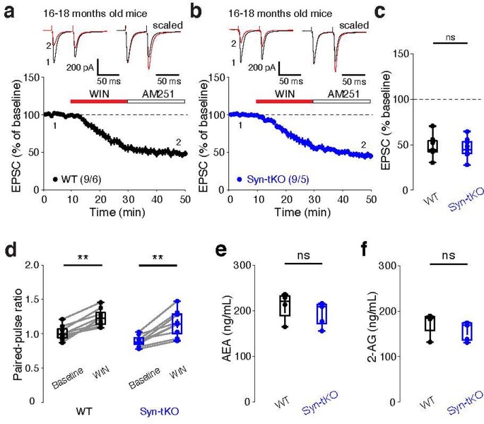 Syn-tKO has no effect on presynaptic WIN-LTD in aged mice and does not change the total AEA or 2-AG levels in the brain.a-d, WIN application results in indistinguishable corticostriatal LTD in aged (16–18 months) WT (a) and aged Syn-tKO mice (b) (WT: n = 9 cells / 6 mice, 48.11 ± 3.78%; Syn-tKO: n = 9 cells / 5 mice, 46.01 ± 3.56%; p = 0.605). c, Summary of EPSC amplitudes. d, Summary of PPRs in aged WT (baseline: 1.02 ± 0.03; post-WIN: 1.24 ± 0.04; p = 3.9e-3) and aged Syn-tKO mice (baseline: 0.90 ± 0.03; post-WIN: 1.16 ± 0.06; p = 3.9e-3). e, AEA levels detected in brain tissue of WT and Syn-tKO mice (WT: n = 4 mice, 211.08 ± 16.17 ng/mL; Syn-tKO: n = 5 mice, 194.40 ± 11.94 ng/mL; p = 0.286). f, 2-AG levels detected in brain tissue of WT and Syn-tKO (WT: 172.57 ± 13.55 ng/mL; Syn-tKO: 157.38 ± 9.34 ng/mL; p = 0.191). Data are mean ± SEM. (c, d, e, f) Box plots are depicted as mean (center), first/third quartile (lower/upper box limits), and minima/maxima (bottom/top whiskers). Statistical significance was assessed by two-sided tests, including Mann-Whitney (c, e, f) and Wilcoxon signed tests (d) (** p < 0.01; n.s. non-significant). Source data