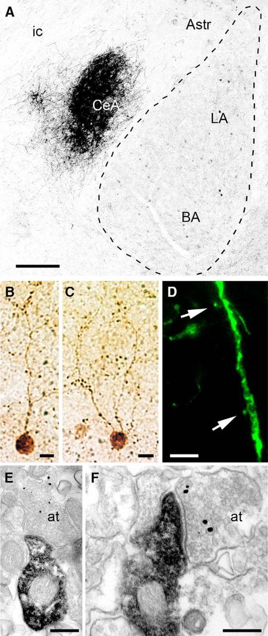 VIP immunoreactivity in the mouse BLA. A, Sparse somata and boutons of VIP+ INs can be observed throughout the BLA, whereas the lateral subdivision of the central amygdala (CeA) shows a dense plexus of VIP-immunolabeled fibers. B, C, Photomicrographs of typical bipolar VIP+ INs as revealed by HRP-DAB immunocytochemistry. D, Photomicrograph of a GFP-labeled dendrite of a VIP+ IN. To visualize the full dendritic domain of VIP+ INs, the viral vector AAV2/6-CBA-FLEX-GFP was injected into the BLA of VIP-IRES-cre mice. The presence in these mice of cre-recombinase only in VIP+ cells enabled the selective expression of the reporter protein GFP. Arrows indicate sporadic spines filled with GFP. E, F, EMs of a stubby spine arising from immunoperoxidase-labeled small VIP+ dendrites. The spine head faces an axon terminal labeled for VGluT1 (gold/silver particles). Astr, Amygdala-striatal transition zone; at, axon terminal; BA, basal nucleus of the amygdala; CeA, central nucleus of the amygdala; ic, internal capsule; LA, lateral nucleus of the amygdala. Scale bars: A, 250 μm; B, C, 20 μm; D, 5 μm; E, 250 nm; F, 200 nm.