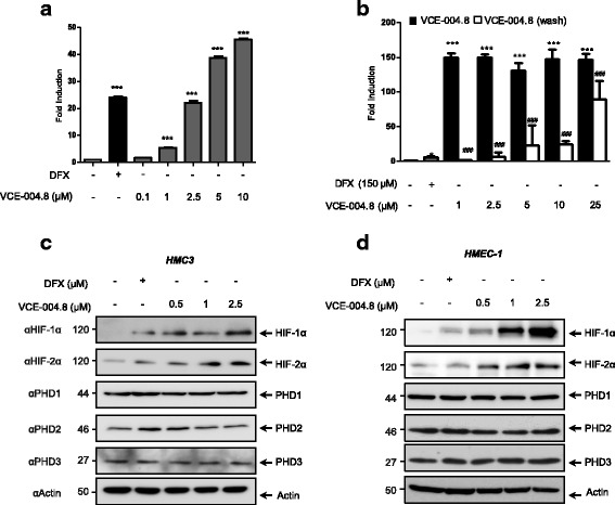 VCE-004.8 mediates HIF-1α stabilization. a NIH3T3-EPO-Luc cells were stimulated with VCE-004.8 at the doses indicated for 6 h and assayed for luciferase activity. b Cells were pre-treated with VCE-004.8 for 1 h and then washed or not with PBS and incubated in complete medium for 6 h. Fold induction relative to untreated cells is shown. Data represent the mean ± SD (n = 5). ***p < 0.001 VCE-004.8 or DFX-treated cells vs untreated cells (one-way ANOVA followed Tukey’s test). c, d HMC3 and HMEC-1 cells respectively were treated with VCE-04.8 and further analyzed for HIF-1α, HIF-2α, PHD1, PHD2, and PHD3 expression by immunoblot (n = 3)