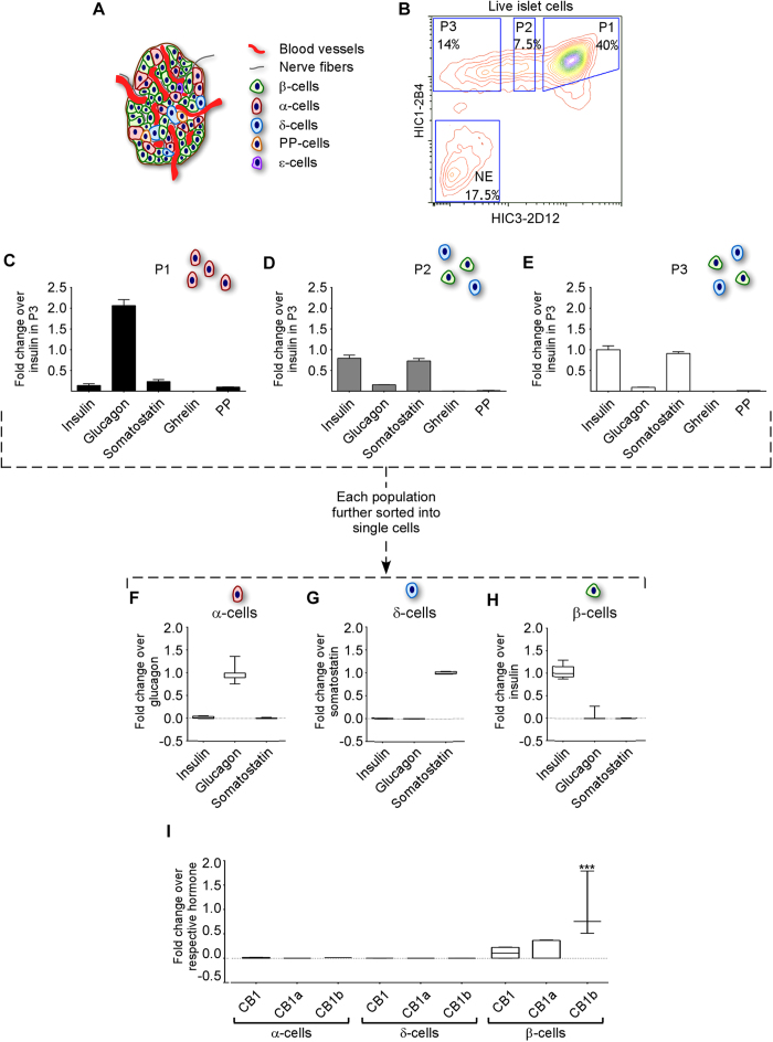mRNA expression of CB1 receptor isoforms in single pancreatic β-cells.Islets of Langerhans are a complex cluster of different cell types: endocrine cells (α-, β-, δ-, ε- and PP-cells), nerve fibers and blood cells (A). Disaggregated human islets were stained with two antibodies for cell surface markers and sorted into three endocrine fractions (P1, P2 and P3) and a non-endocrine fraction (NE) (B). RNA from P1, P2 and P3 was extracted and retro-transcribed into cDNA. RT-PCR of the five endocrine hormones was performed to confirm the enrichment in each endocrine cell type (C–E). Expression was normalized to insulin in P3. Data represent mean ± SD, p < 0.001. The endocrine fractions (P1-P3) were then sorted into individual single cells. From those, RNA was extracted and reverse transcribed into cDNA, pre-amplified for the hormone transcripts of interest and diluted prior to real time PCR amplification. Expression was normalized to glucagon (F), somatostatin (G) and insulin (H). p ≤ 0.001. CB1 isoforms were quantified and represented as fold difference relative to corresponding hormone levels (I). ***p ≤ 0.005. Data are represented in box and whisker plot (n = 10). Relative amount of copies of each CB1 receptor isoform was quantified using specific Taqman primers and probes.