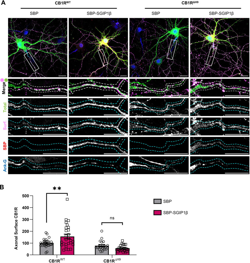 Overexpression of SGIP1β increases surface expression of CB1RWT but not CB1RΔH9. (A) Representative confocal images of DIV14 hippocampal neurons expressing EGFP–CB1RWT or EGFP–CB1RΔH9 and either SBP or SBP–SGIP1β. Cells were transfected at DIV12, incubated for a further 2 days, and then surface stained with anti-GFP antibody. Upper panels for each condition show a whole-cell field of view, and lower panels are enlargements of the axonal ROIs indicated by boxes. Green, total GFP staining; magenta, surface GFP staining (Surf); red, SBP–SGIP1β (SBP); blue, axon marker (ankyrin-G, Ank-G). Merge panels show total and surface GFP staining. Dashed lines indicate example processes that were analysed. Scale bars: 20 μm. See Fig. S2 for enlargements and quantification of dendritic ROIs. (B) Quantification of data represented in A. SGIP1β overexpression causes a significant increase in surface expression of EGFP–CB1RWT in axons (CB1RWT with SBP versus CB1RWT with SBP–SGIP1β: mean±s.e.m., 100.00±7.09 versus 156.06±19.43; n=27 versus n=27; **P=0.0022). SGIP1β overexpression did not alter surface expression of EGFP–CB1RΔH9 (CB1RΔH9 with SBP versus CB1RΔH9 with SBP–SGIP1β: mean±s.e.m., 77.92±9.65 versus 55.90±5.20; n=19 versus n=24; P=0.4281). Surface fluorescence was normalised to total fluorescence and is shown as a percentage of the CB1RWT with SBP control. Two-way ANOVA with Sidak's post hoc test; n=19–27 neurons from four independent neuronal cultures per condition. ns, not significant.