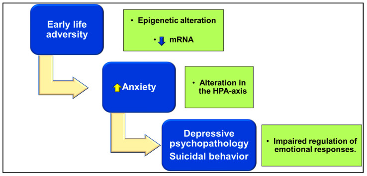 Flowchart linking early life adversity and suicidal behavior. up arrow: increase; down arrow: decrease.