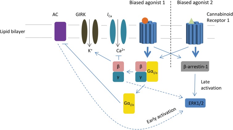 Biased agonist 1 or 2 binds to the seven-transmembrane cannabinoid receptor 1. Structurally different ligands will induce diverse conformations of the receptor, which may then favor one of the possible signaling pathways over others. In this diagram, agonist 1 is biased toward the activation of the Gαi/o heterotrimer over β-arrestin-1, while agonist 2 favorably activates β-arrestin-1. Activation of Gαi/o prompts the release of the Gβγ subunit, which inhibits voltage-dependent calcium channels (ICa) and activates GIRK. The Gαi/o subunit inhibits AC, which stimulates the phosphorylation and early activation of ERK1/2. The activation of β-arrestin-1 conversely induces late activation of ERK1/2. AC, adenylyl cyclase; ERK1/2, extracellular signal-regulated kinase 1 or 2; GIRK, G protein-gated inwardly rectifying potassium channels.