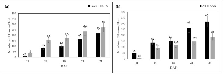(a) Number of flowers per plant after the application of gibberellic acid (GA3) and silver thiosulfate solution (STS) and (b) for the tested two genotypes KAN and A4, harvested at 11, 14, 18, 21, and 24 days after flowering (DAF). Means followed by at least one identical lower-case letter did not differ significantly, between DAF (a) within a chemical solution and (b) within a genotype. Means followed by at least one identical uppercase letter are not significantly different for (a) chemical solutions and (b) genotypes within a DAF as indicated by Tukey’s test (α = 0.05).