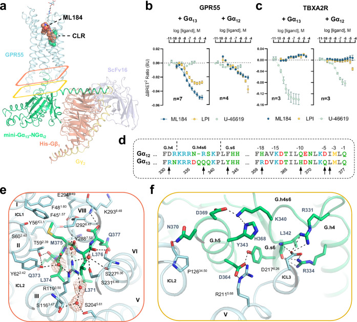 Gα13 activation by GPR55 and selectivity over Gα12.a Overview of the GPR55-G13-ML184 signaling complex. ML184 and CLR are shown as salmon and green spheres, respectively. Colored rectangles highlight specific G protein interaction sections as described in panels (e, f), respectively. The map quality of one water molecule deviates significantly from four well-resolved water molecules. The modeling of this water molecule was guided by its coordination with R1193.50, helix VI, and helix VII. b, c G protein dissociation assays of (b) GPR55 and (c) TBXA2R with Gα12 and Gα13. Assays were performed in HEK293H cells transiently transfected with wt Gβ3, Gγ9-GFP, and Gα12-Rluc8 or Gα13-Rluc8. Data represents means ± SEM from 3–7 independent experiments as specified in Supplementary Table S3. The negative control data for U-46619 at GPR55 and ML184 or LPI at the TBXA2R was analyzed from three independent experiments. d Sequence alignment of different G protein segments of Gα13 involved in GPR55 binding with the respective residues of Gα12. Black arrows highlight amino acid differences between Gα12 and Gα13 within 4 Å of GPR55. Residues R360 and Q338 are predominantly solvent-exposed and not shown in the following panels. e Protein-protein interface between Gα13 (green cartoon and sticks) and GPR55 (cyan cartoon and sticks) with a focus on the C-terminal α5-helix of Gα13. The cryo-EM composite map (EMDB-51284) for five water molecules is shown with orange mesh. f Protein-protein interactions of residues between the α4-helix and β6-sheet of Gα13 as well as of the initial α5-helix residues with GPR55.