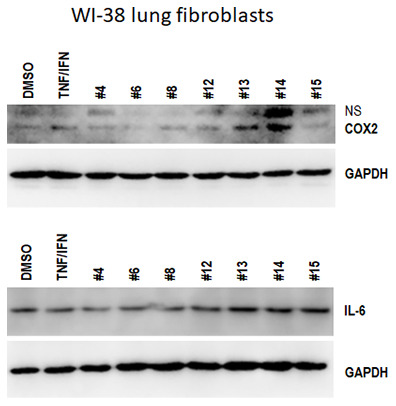Effects of novel C. sativa extracts on the levels of IL-6 and COX2 in WI-38 lung fibroblasts. WI-38 cells grown to 80% confluency were treated with either 10 ng/ml TNFα /IFN γ alone or in combination with the indicated extracts; at 48 h after treatment, the whole cellular lysates were prepared and subjected to Western blot analysis using antibodies against IL-6 and COX2 as detailed in “Methods”. GAPDH served as a loading control.