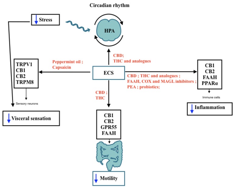 IBS features modulated by ECS. Schematic representation of the Endocannabinoid System (ECS) involvement in lBS features and its interaction with hypothalamic-pituitary-adrenal (HPA) axis throughout day/night. The black arrows indicate the receptors and the target sites controlled by ECS components. In red are shown the agents capable of modulating ECS activities that may be useful to improve IBS symptoms, such as motility, visceral pain, and low-grade inflammation. Blue arrows indicate a decrease in the functions targeted by ECS stimulation. TRPV I, Transient receptor potential vanilloid I; CB I, Cannabinoid Receptor I; CB2: Cannabinoid Receptor 2; TRPM8, Transient receptor potential melastatin 8; CBD, cannabidiol; THC, tetrahydrocannabinol; FAAH, fatty acid amide hydrolase; COX, cyclooxigenase; MAGL, monoacyl glycerol lipase; PEA, palmitoylethanolamide; PPARa: Peroxisome proliferator-activated receptor a.