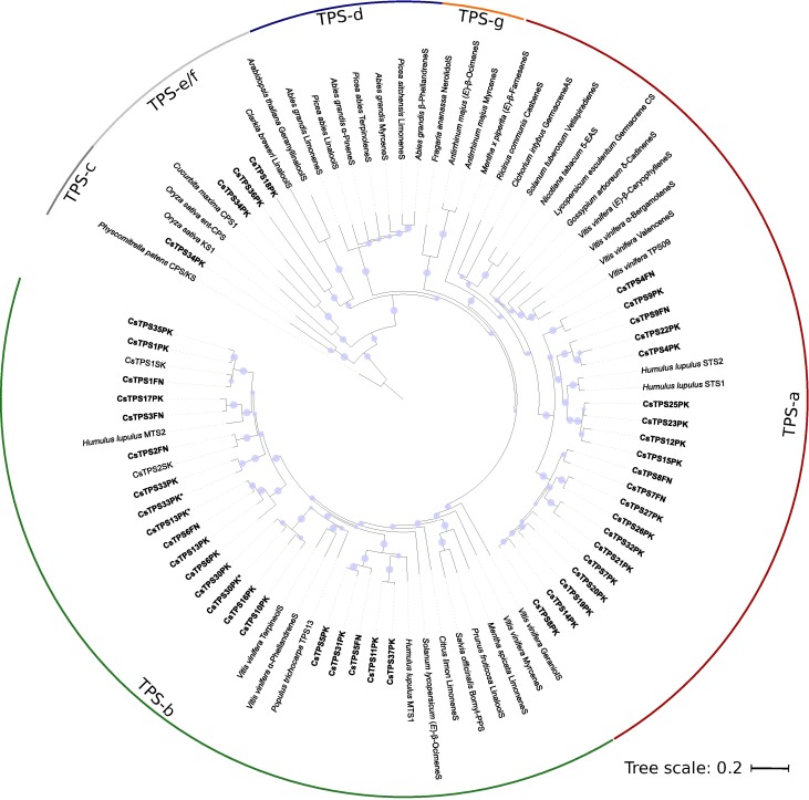 Maximum likelihood phylogeny for 33 TPS translated from gene models identified in the Cannabis sativa Purple Kush genomic sequences.41 published TPS sequences from other organisms were included for comparison. Names of cannabis genes identified in this study are in bold. Gene names from Purple Kush followed by an asterisk (*) represent biochemically characterized enzymes from Purple Kush transcriptome data. Their nearest homologue in the genome was assigned the same gene ID when the sequences had >95% amino acid identity. Branches with greater than 80% boostrap support are identified with a grey circle.