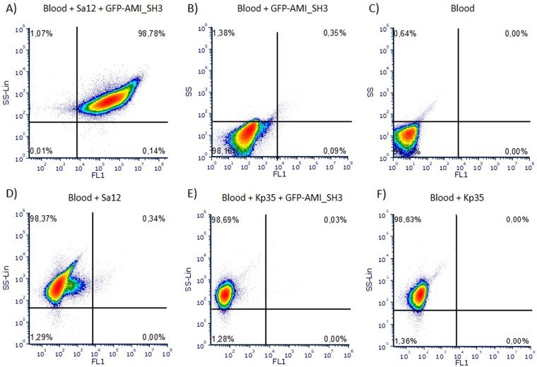 Graphical representation of blood samples analysis by flow cytometry. Representative dot plots showing side scattering (SS) and green fluorescence intensity (FL1) of: blood culture with S. aureus Sa12 decorated with GFP-AMI_SH3 (A); blood with GFP-AMI_SH3 (B); blood (C); blood culture with S. aureus Sa12 (D); blood culture with K. pneumoniae 35 (Kp35) incubated with GFP-AMI_SH3 (E); and blood culture with K. pneumoniae 35 (Kp35) (F).
