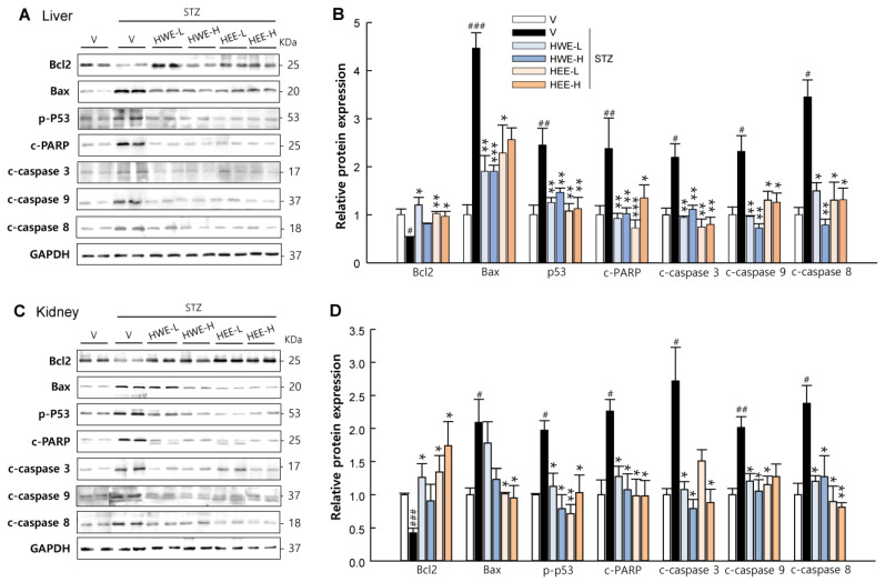 Inhibitory effects of hemp root extracts on apoptotic signaling in the liver and kidney. Representative western blot images of Bcl2, Bax, phospho-p53, cleaved PARP, cleaved caspase-3, cleaved caspase-9, and cleaved caspase-8, and corresponding quantitative data in the liver (A,B) and kidney (C,D). V, vehicle; HWE-L, hemp root water extract at low dose; HWE-H, hemp root water extract at high dose; HEE-L, hemp root ethanol extract at low dose; HEE-H, hemp root ethanol extract at high dose. Data are shown as means ± SEM (n = 4). # p < 0.05, ## p < 0.01, ### p < 0.001 vs. non-STZ vehicle group; * p < 0.05, ** p < 0.01, *** p < 0.001 vs. STZ-vehicle group.