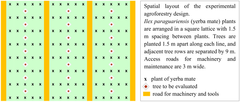 Square lattice diagram for arrangement of I. paraguariensis (yerba mate) plants and intercalated trees within the agroforestry system. Legend indicates “X” for yerba mate plants spaced at 1.5 meters, red diamond for trees being evaluated spaced at 1.5 x 9 meters, and blue for 3-meter-wide roads spaced at 9 meters.