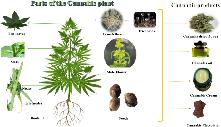 Parts of Cannabis plants and products.