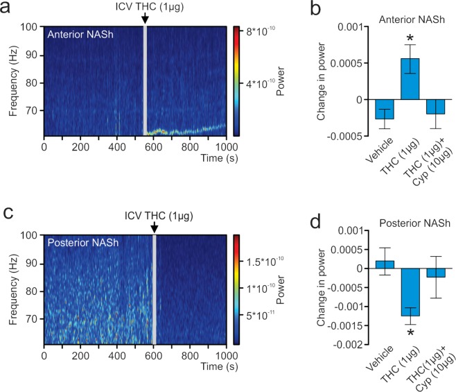 Effect of ICV THC on the power of high-frequency gamma oscillations in the local field potential signal in the NASh. (a) Sample spectrograph showing typical high-frequency γ-oscillations in the aNASh following ICV infusion of THC (b) ICV THC significantly decreases the power of high-frequency γ-oscillations in the aNASh. *p < 0.05 from the other two groups. (c) Sample spectrograph showing typical high-frequency γ-oscillations in the pNASh following ICV infusion of THC (d) ICV THC significantly increases the power of high-frequency γ-oscillations in the pNASh.