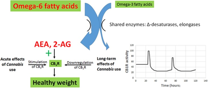 The impact of Cannabis use on the endocannabinoid system of people consuming a diet characterized by an elevated omega-6/omega-3 ratio. Acute effects of Cannabis and/or THC consumption include hypothermia and hyperphagia, leading to increased energy intake and storage. However, Cannabis use also causes long-term downregulation of CB1R, leading to decreased CB1R activity, as shown in the insert on the lower right, in which each spike follows acute Cannabis ingestion, while the overall activity level remains depressed. Decreased CB1R activity results in a decrease in energy assimilation and an increase in metabolic rates, resulting in a decline in body mass despite stimulation of CB1R during acute exposure. THC, Δ9-tetrahydrocannabinol.
