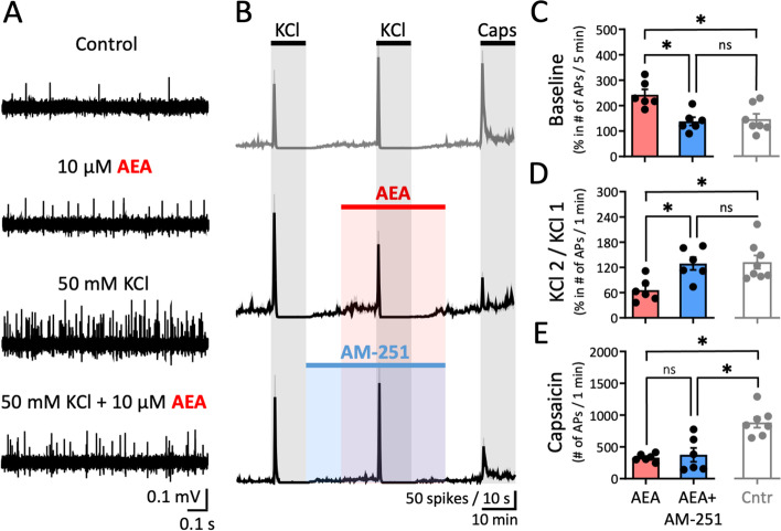 Strong reduction of general meningeal excitability by exogenous AEA. A Example traces of APs recorded from the peripheral part of trigeminal nerve innervating rat meninges for the control condition i.e. before any application, during application of 10 µM AEA, within the 1-min active phase of the 1st KCl pulse and within the 1-min active phase of the 2nd KCl pulse when also 10 µM AEA was present. Note the increased nociceptive firing during 10 µM AEA application that decreased during the combined application with KCl. B Time courses of spike frequency (10-s bin size) induced by two subsequent KCl pulses of 50 mM KCl and 1 µM Capsaicin in the control condition (data representation from Fig. 4B), within the combined application of 10 µM AEA with the 2nd KCl pulse, and in the presence of CB1 antagonist AM-251 (1 µM). C The ratio before and during the first 5-min of the AEA application (N = 6) was lower compared to the corresponding windows ratio in the control condition (Cntr, N = 7, data representation from Fig. 4B; Kruskal Wallis test, * = 0.03) Combined application of AEA and AM-251 counteracted the effect (N = 6, Kruskal Wallis test, * = 0.02). D The ratio of KCl-evoked APs (between the 2nd and the 1st (taken as 100%) KCl pulse) within the 1-min active phase was strongly decreased from the control (Cntr, N = 8, data representation from Fig. 4C) condition when AEA was applied (N = 6, Kruskal Wallis test, * = 0.02). Application of also AM-251 counteracted the effect (N = 6, Kruskal Wallis test, * = 0.02). E The number of APs during the 1-min active phase of 1 µM Capsaicin was reduced during the AEA application (N = 6, Kruskal Wallis test, * = 0.01) and during the combined application of AEA and AM-251 (N = 6, Kruskal Wallis test, * = 0.01) compared to the control condition (Cntr, N = 7; data representation from Fig. 4D)