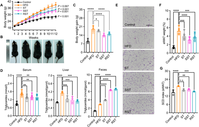 Dietary-derived DMS reduces obesity in a high-fat diet (HFD)-fed mouse model. (A) Body weight of mice fed with normal chow diet (Control), high-fat diet (HFD), and different phytosterols. (B) Representative appearances of mice from each group. (C) DMS significantly reduces body weight gain. (D) DMS decreases triglycerides level in serum and liver while enhancing triacylglycerol excretion in feces. Representative H&E staining (E), weight changes (F), and SCD index (G) of eWAT from different treatment groups (scale bar: 100 μm). Significant differences among 3 or more mean values were determined using one-way ANOVA with Tukey’s multiple comparisons test.