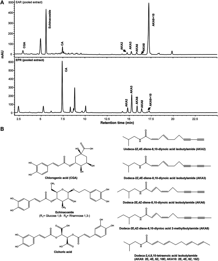 Representative HPLC-DAD chromatograms of pooled E. purpurea (EPR) and E. angustifolia root extracts (EAR) at 280 nm (A). Chemical structures of major caffeic acid detivatives and alkylamides (AKA) (B).