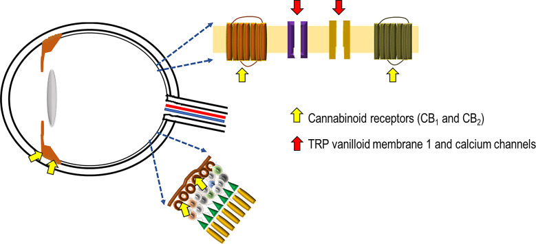 Figure depicting the main sites of action of cannabinoids in the eye. The cannabinoid receptors are present in the iris, ciliary body, and the retinal ganglion cells. Also present on the latter are transient receptor potential vanilloid membrane 1 and calcium channels whose effects are modulated by cannabinoids.