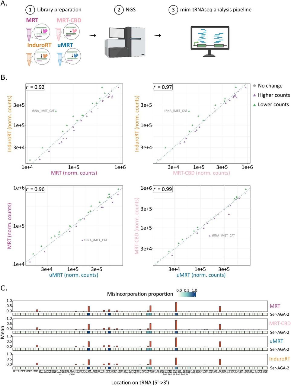 Benchmarking in-house MRT and MRT-CBD versus commercial RT enzymes.(A) Schematic overview of the tRNA-seq workflow. (B) Reproducibility of tRNA quantification across RT enzymes. Scatter plots show pairwise comparisons of normalized tRNA counts (technical replicates n = 6). Axes represent normalized read counts from DESeq2 (adj-p ≤ 0.05). Pearson (r) indicated. (C) Mean position-specific mismatch frequencies across tRNAs aggregated over technical replicates (n = 6) per enzyme. Only positions with coverage >0.0005 are shown. Misincorporation pattern for tRNA-Ser-AGA-2 is shown under each enzyme.